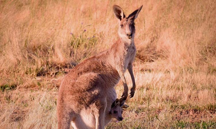 Merimbula Accommodation